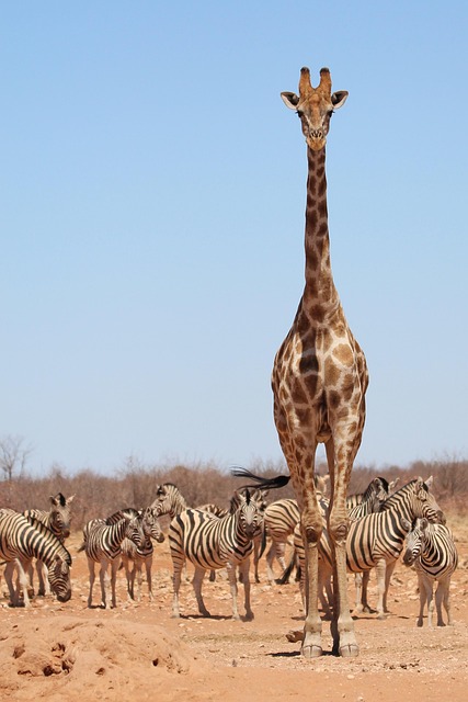 Ewolucja trendów zwierzęcych: Od safari do miejskiej dżungli - 5 2025