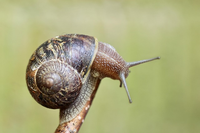 Jak własnoręcznie zbudowałem miniaturowy czujnik bioelektrycznej reakcji roślin - 1 2025